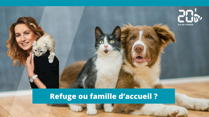 Refuge ou famille d'accueil ?