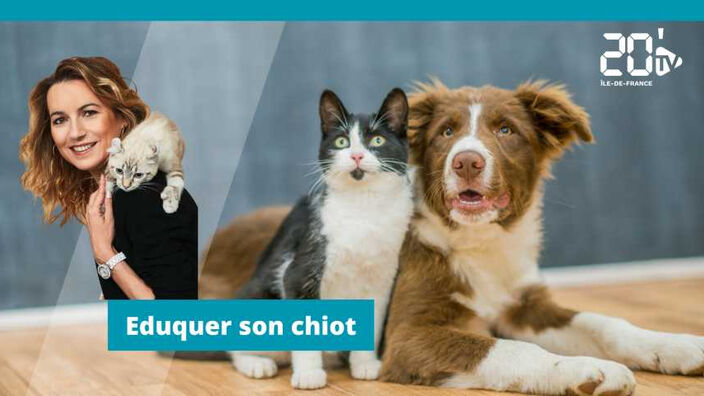 Eduquer son chiot.