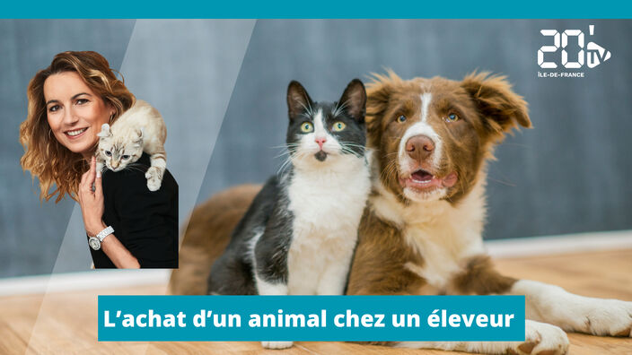 L'achat d'un animal chez un éleveur