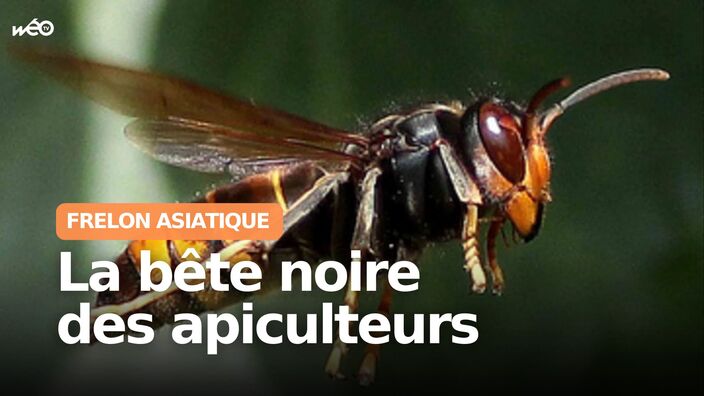 Frelon asiatique : la bête noire (et jaune) des apiculteurs