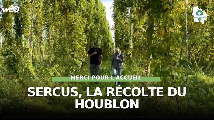 Sercus (59) - La récolte du houblon bio