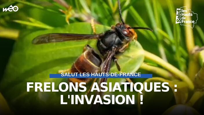 Frelons asiatiques : l'invasion !