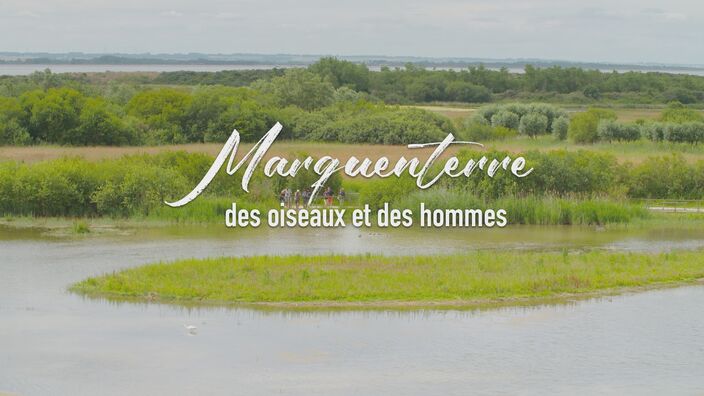 Marquenterre : sortie d'un documentaire sur le lien entre les hommes et les oiseaux