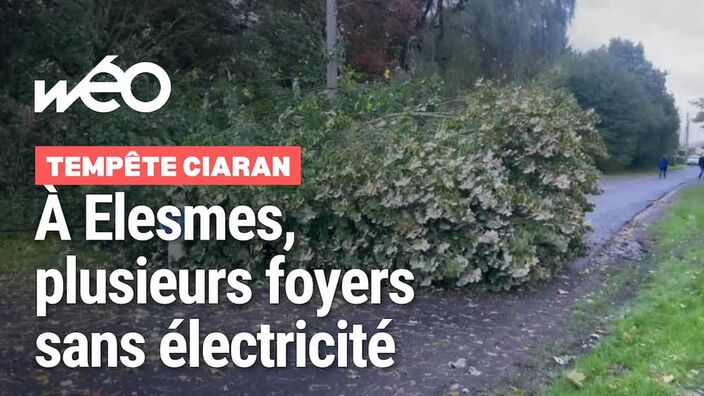 Tempête Ciaran : un arbre chute à Elesmes, plusieurs foyers privés d’électricité