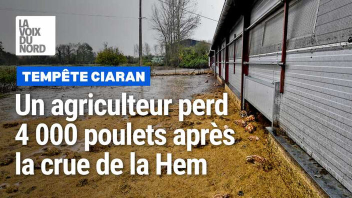 Tempête Ciaran : un agriculteur perd environ 4 000 poulets après le débordement de la Hem