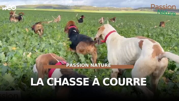 La chasse à courre