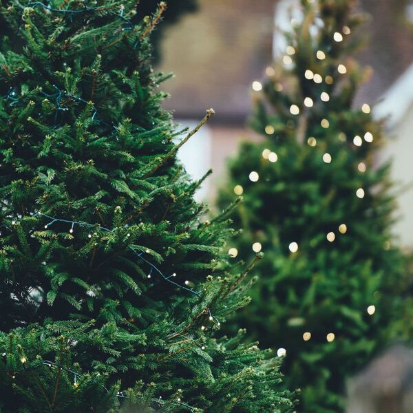 GAMM'VERT VOUS OFFRE VOTRE SAPIN  ! 