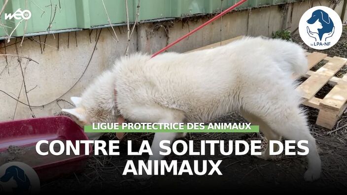 Contre la solitude animale