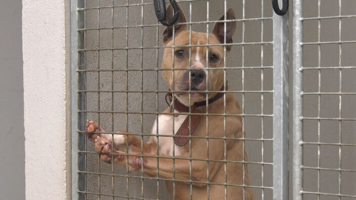 Nouvel an : pas de repos dans les refuges SPA