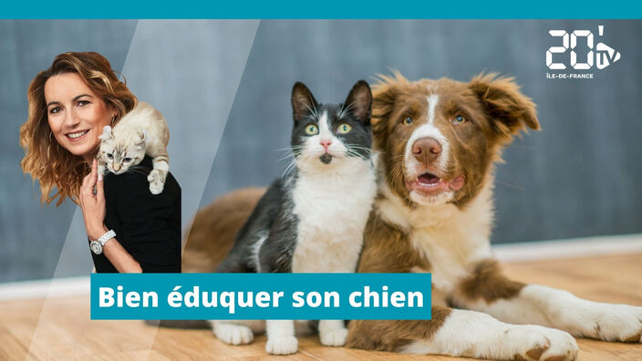 Bien éduquer son chien