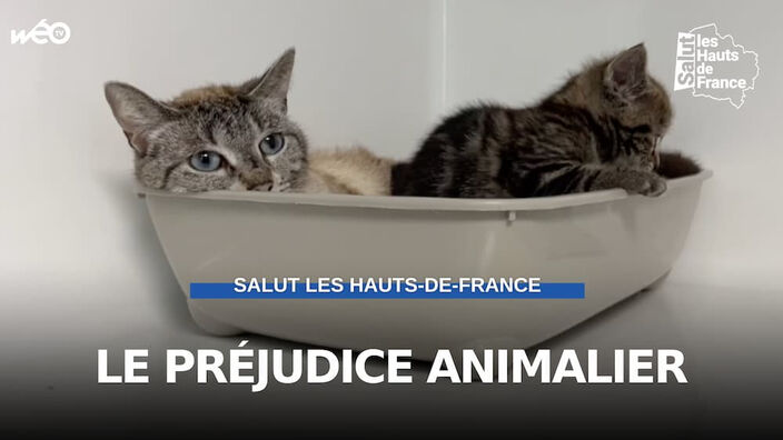 Le préjudice animalier