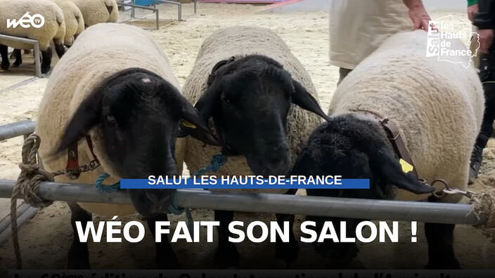 Déambulation dans le Salon de l'Agriculture