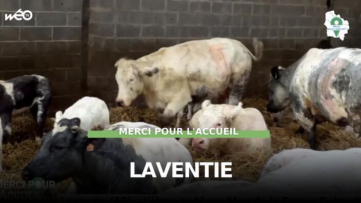Laventie (62) - L'élevage blanc bleu de la Ferme Delmotte
