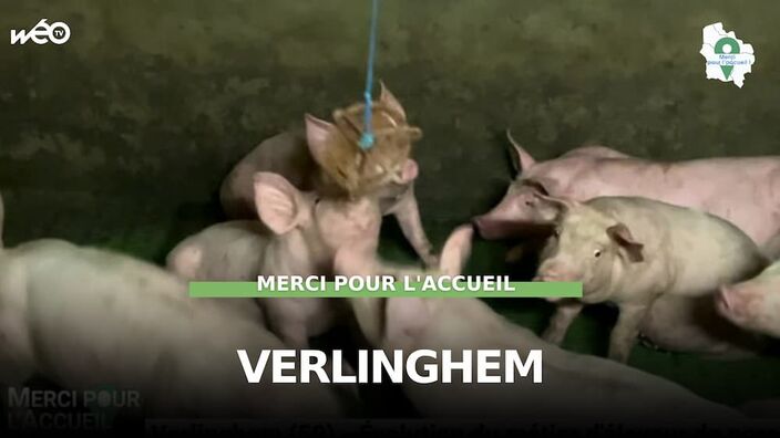 Verlinghem (59) - Évolution du métier d'éleveur de porcs