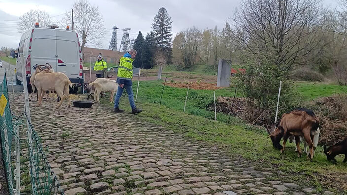 À Wallers, des boucs désherbent les pavés avant le Paris-Roubaix