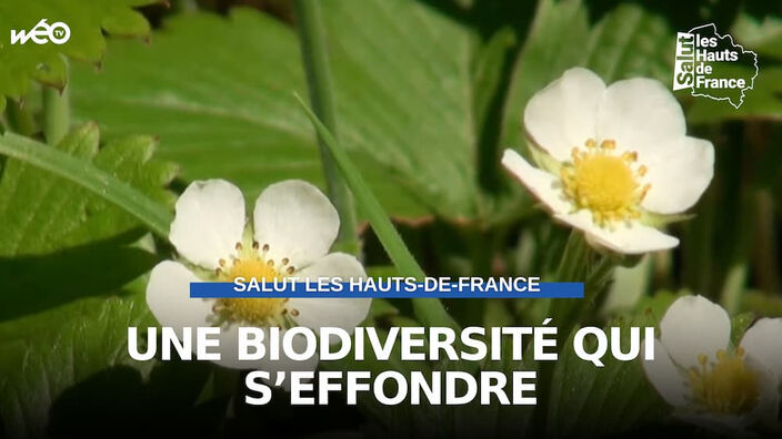 La biodiversité en danger