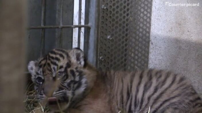 Découverte des deux nouveaux bébés tigres de sumatra du Zoo d'Amiens