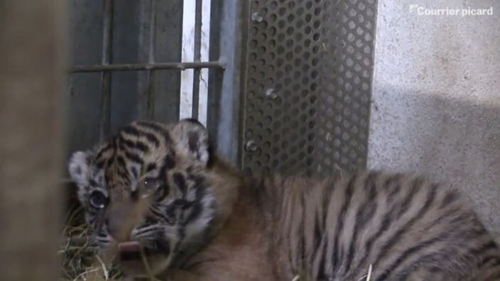 Découverte des deux nouveaux bébés tigres de sumatra du Zoo d'Amiens
