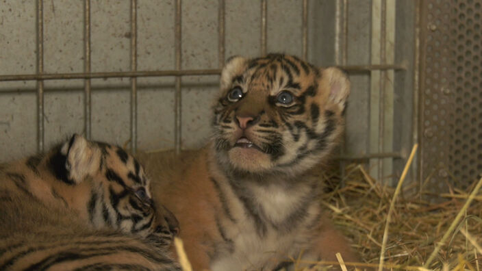 Deux bébés tigres naissent au Zoo d'Amiens : un peu d'espoir pour une espèce menacée