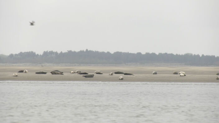 Phoques de la baie de Somme : les observer sans les déranger