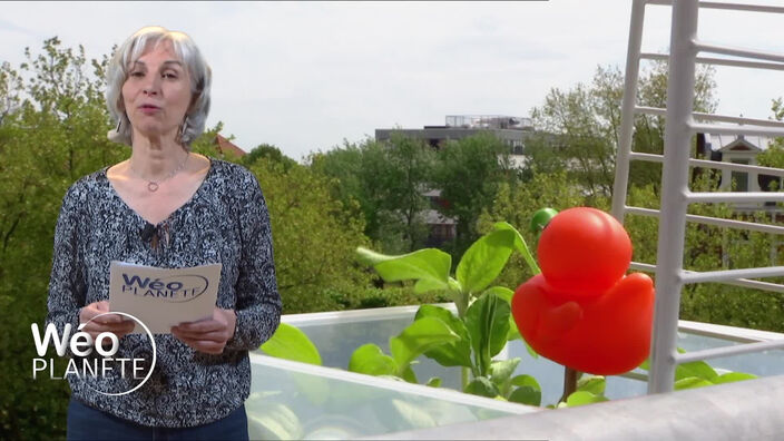 De quoi parle-t-on quand on parle de "nature en ville" ?