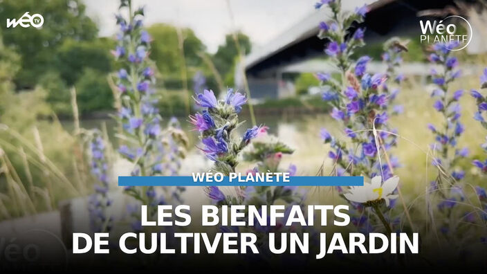 Quels sont les bienfaits de cultiver un jardin ?