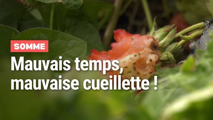 Somme : le mauvais temps ne fait pas l'affaire des cueillettes