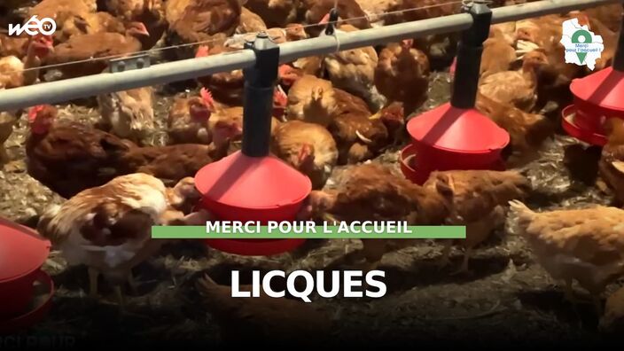 Licques (62) - Son poulet et les collections d'Alfred !