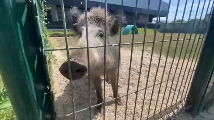 Arras : on a rencontré Toto, le sanglier menacé d’euthanasie