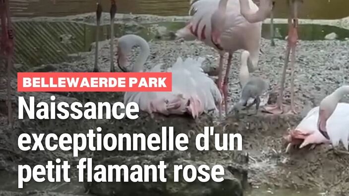 Les images du premier bébé flamant rose né à Bellewaerde en 20 ans