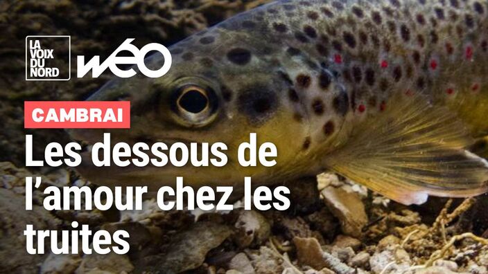 Cambrai : la ferme aquaponique dévoile les secrets de la romance chez les truites
