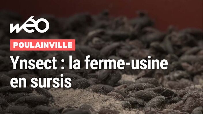 Poulainville : Ÿnsect obtient un répit jusqu'à fin mai