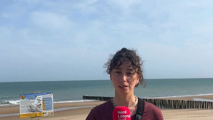 Sangatte : les gravelots en pleine période de nidification sur la plage