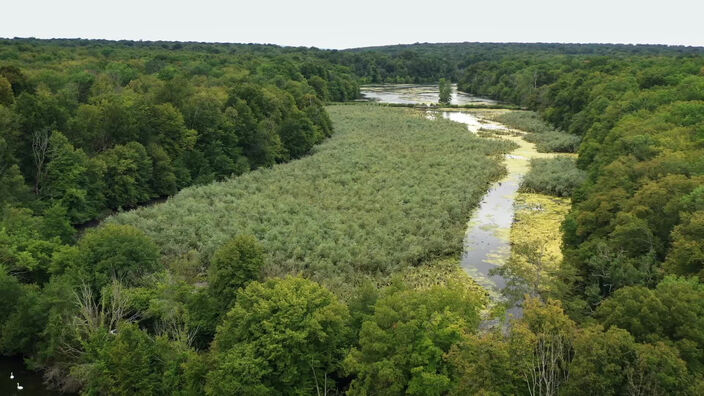 Il faut sauver la forêt de Chantilly