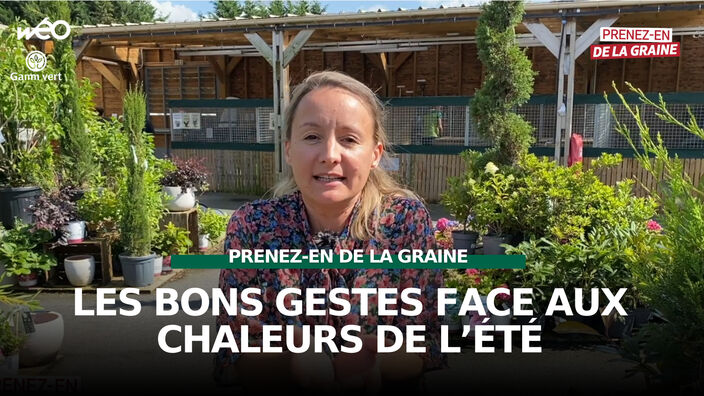 Prenez-en de la graine : faire face à la chaleur de l'été !