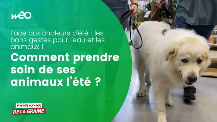 Comment rafraîchir vos animaux l'été ?