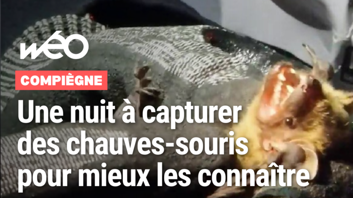 Une nuit à capturer des chauves-souris pour mieux les connaître