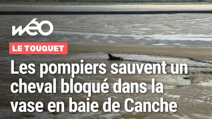 Le Touquet : les pompiers sauvent un cheval embourbé dans la vase de la baie de Canche