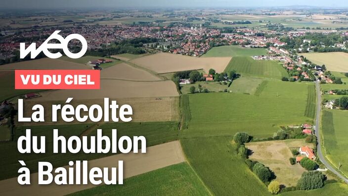 Vu du ciel : la récolte du houblon à Bailleul