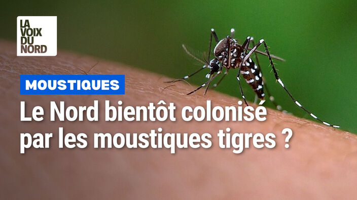 Y a-t-il des moustiques tigres dans le Nord ?