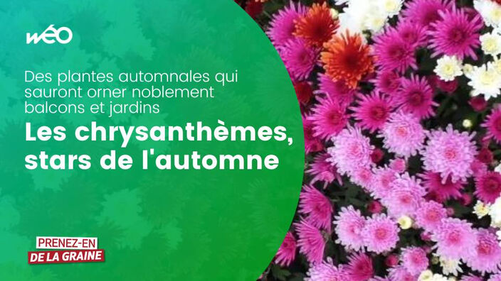 Prenez-en de la graine : les chrysanthèmes, stars de l'automne