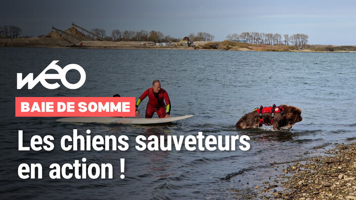 Le Crotoy : les chiens sauveteurs s'entraînent en Baie de Somme