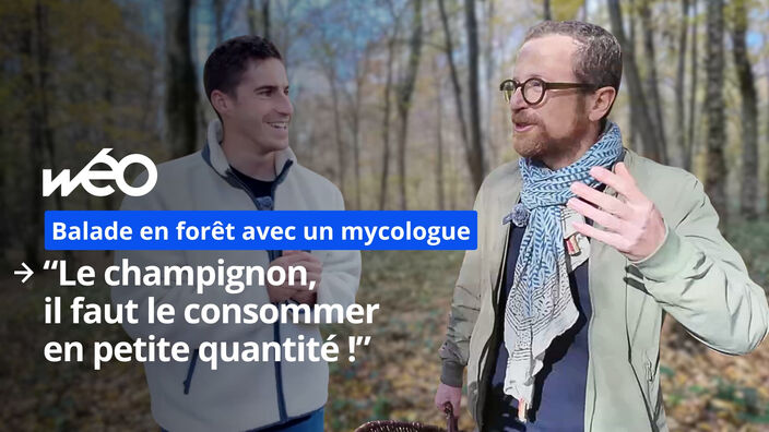 Quels sont les bons réflexes pour cueillir des champignons sans risque ?