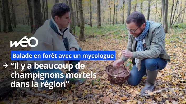 Cueillette de champignons : on découvre un Paxille enroulé, espèce mortelle fréquente dans la région