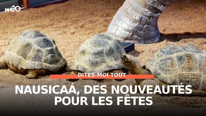 Nausicaá, des nouveautés pour les fêtes