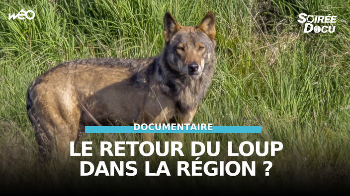 Loup, où es-tu ?