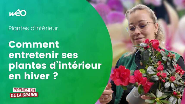 Comment garder ses plantes d'intérieur en bonne santé en plein hiver ?